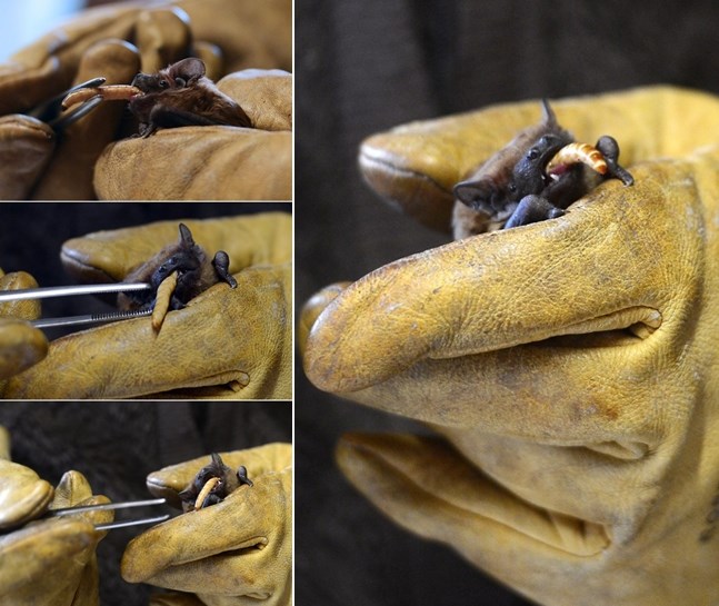 Hranjenje malog šišmiša