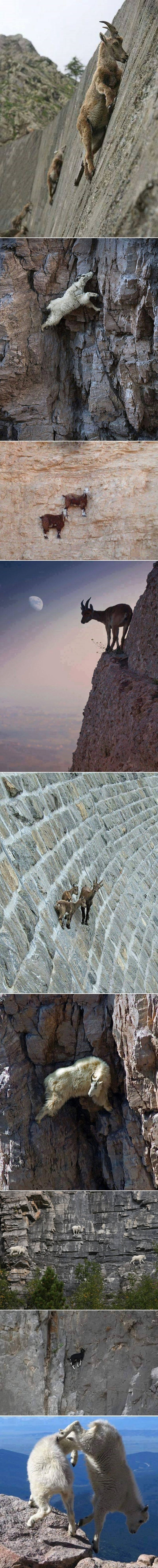 KAKAV MRTVI SPIDER-MAN: Koze su najbolji penjači na svijetu!