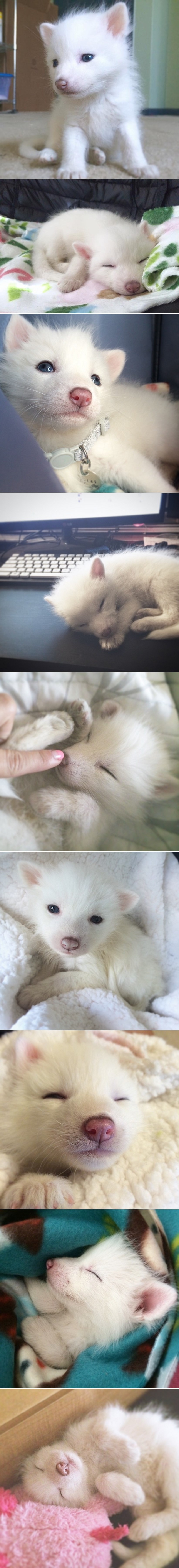 Galerija: Minijaturna lija koja će vam zarobiti srce