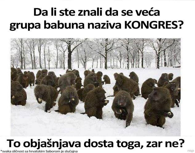 Kongres je grupa majmuna? Sličnost sa saborom slučajna