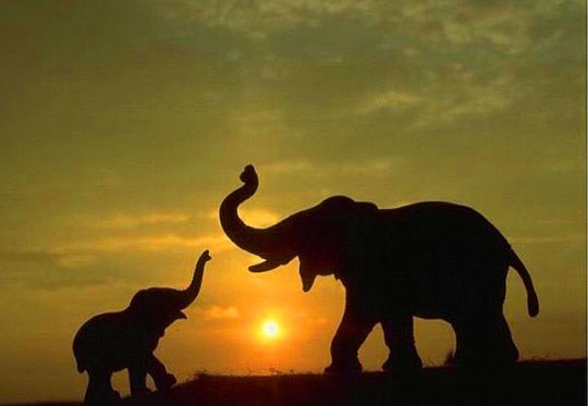 Tata slon uči sina trubiti