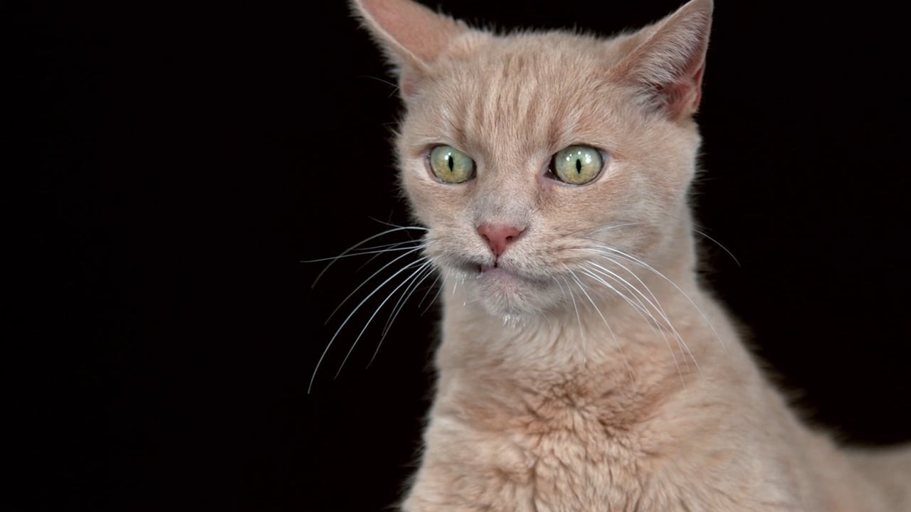 Mokre mace i zbrčkane face