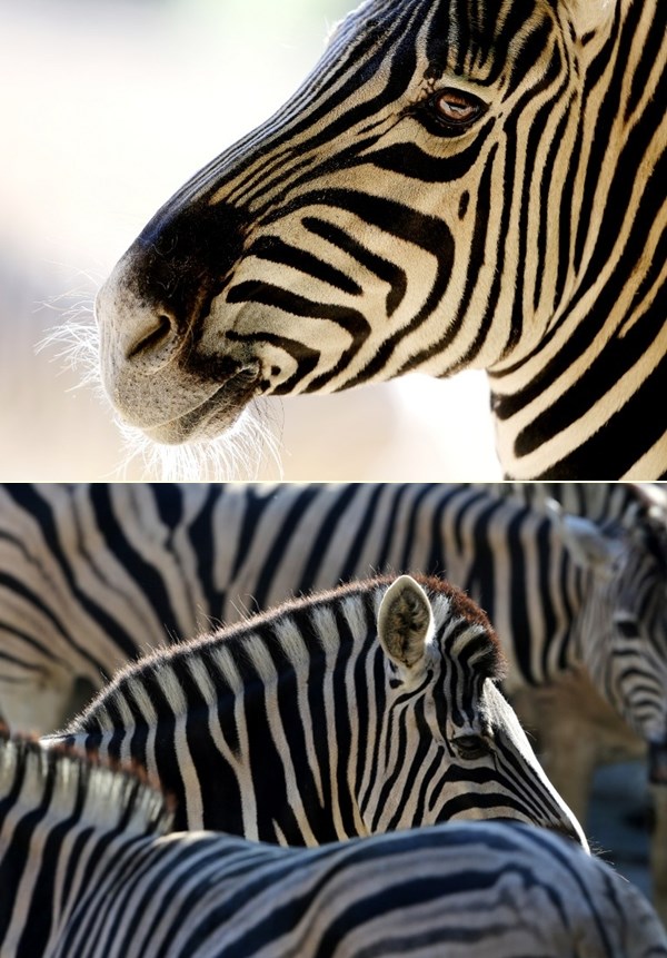 Crno-bijeli prugasti svijet šarmantnih zebri