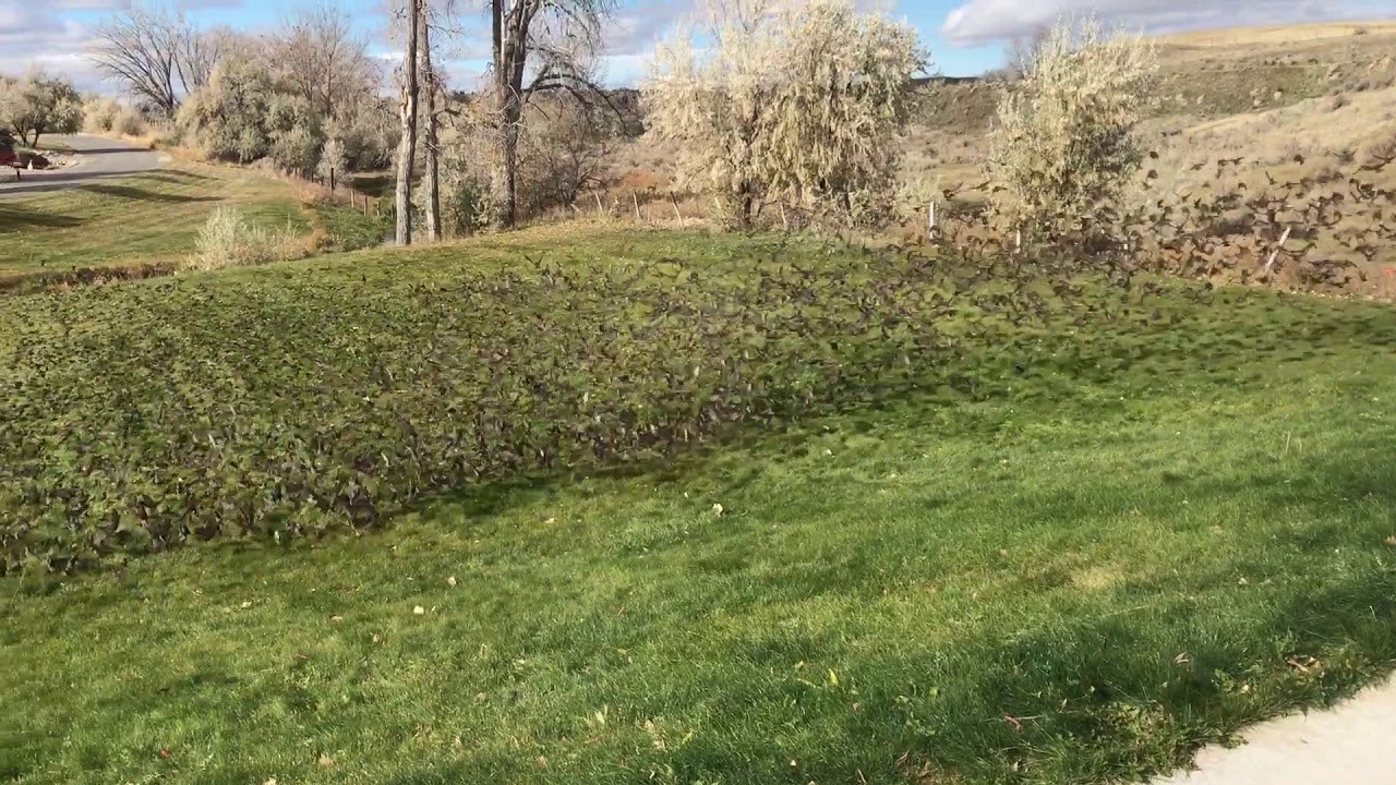 VIDEO Pogledao je kroz prozor i ugledao magiju koju možete vidjeti samo jednom u životu