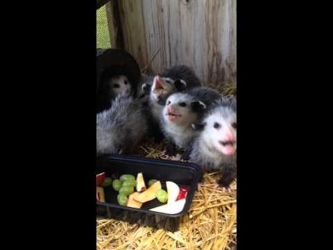 VIDEO: Toliko su slatki da se čine nestvarnima!