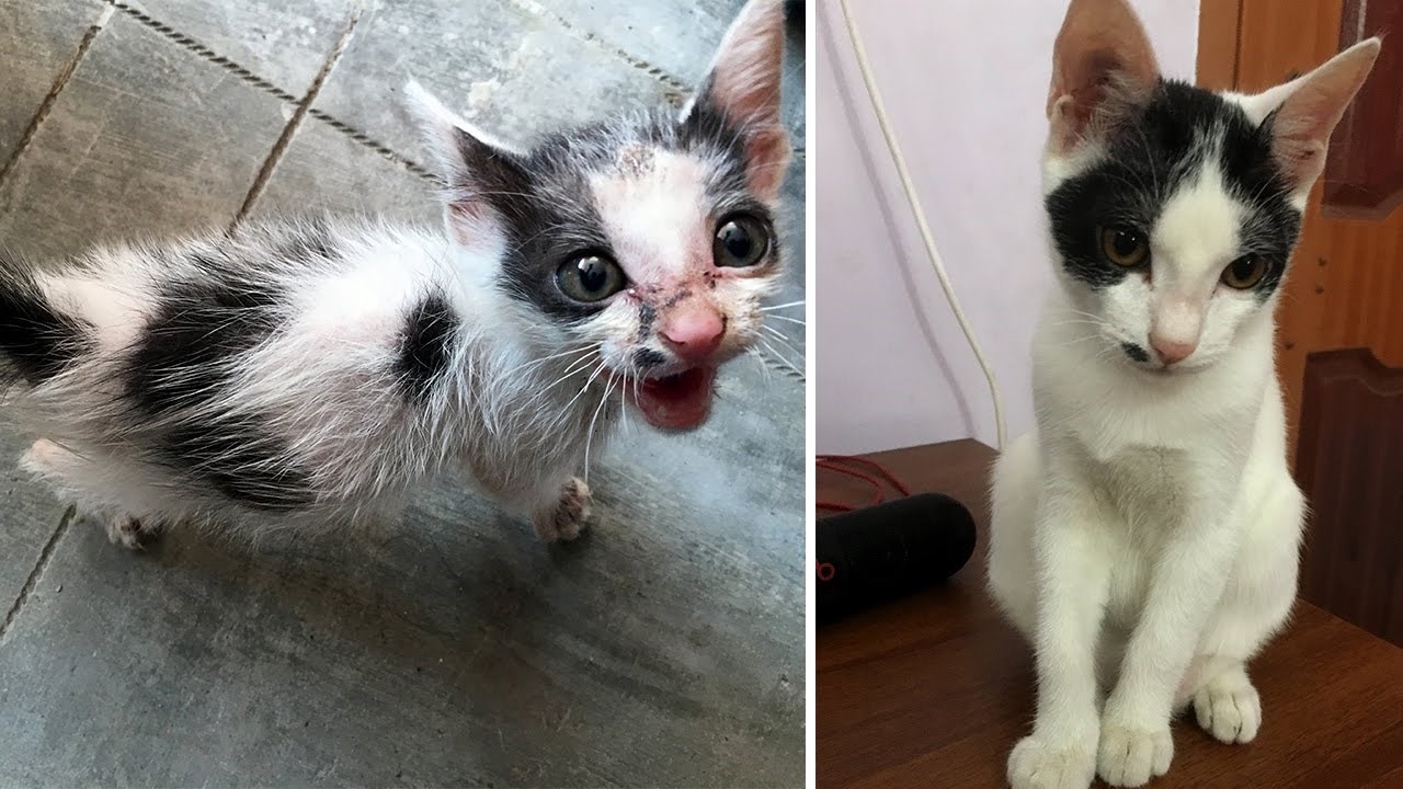 Predivna transformacija uplašenog, izgladnjelog mačića uljepšat će vaš dan