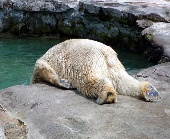 Medo se sjetio da radi i ponedjeljkom