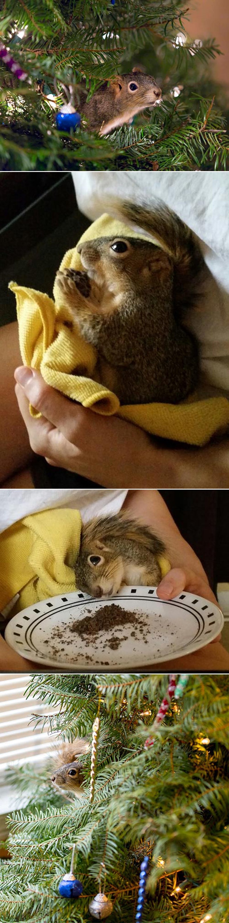 Spasili ozlijeđenu vjevericu i sad im živi na božićnom drvcu!