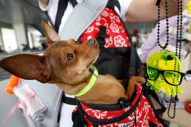 Fensi psić ne umara šapice hodanjem, nose ga k'o kralja