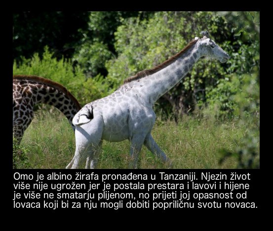Ova je žirafa drugačija od drugih