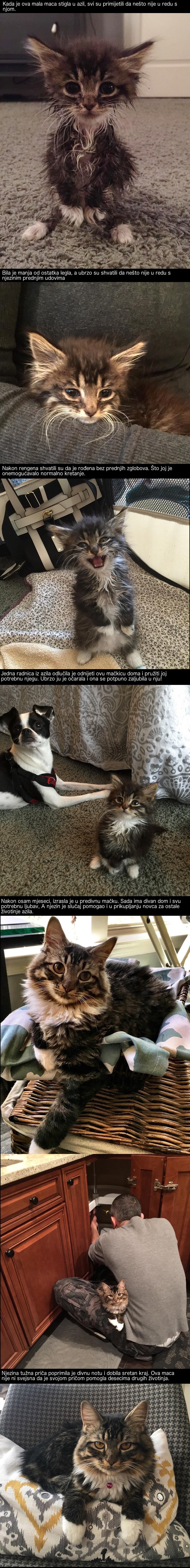 Ova je slabašna mačkica rođena s manom, no ova žena nije odustala od nje