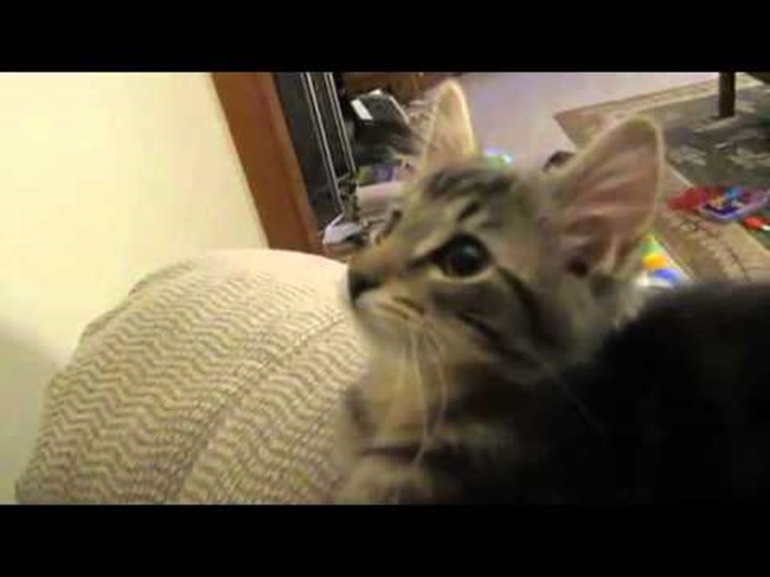 VIDEO Izgleda kao obična maca, ali kad čujete kakve zvukove proizvodi, zapitat ćete se ŠTO JE OVO?!