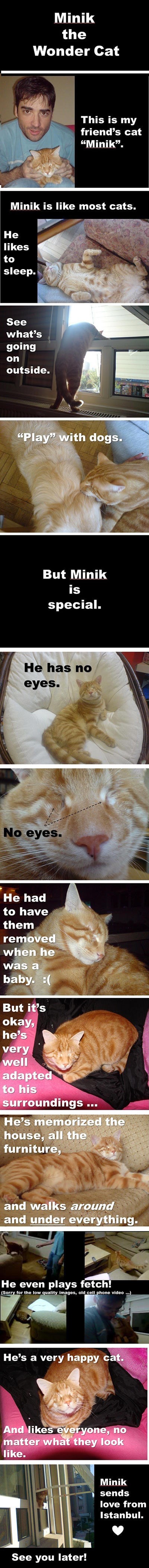 Običan dan u životu jedne neobične mace