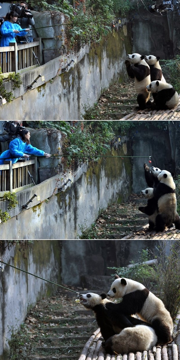 Ludi Kinezi: Pande se peca na udicu?!?