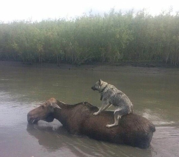 Postaju sve pametniji, trebamo li se zabrinuti?