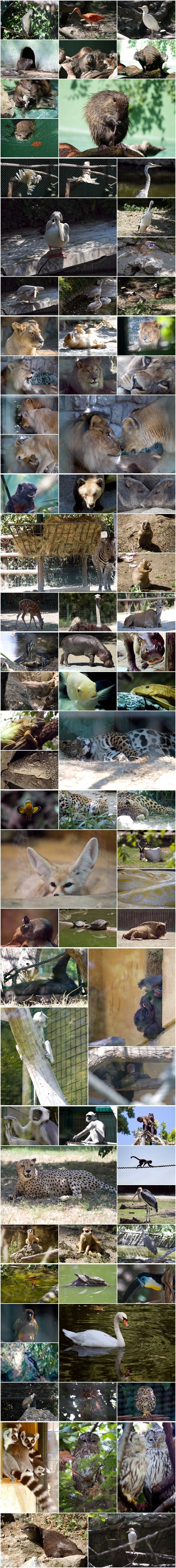 Upoznajte vesele stanovnike zagrebačkog ZOO-a