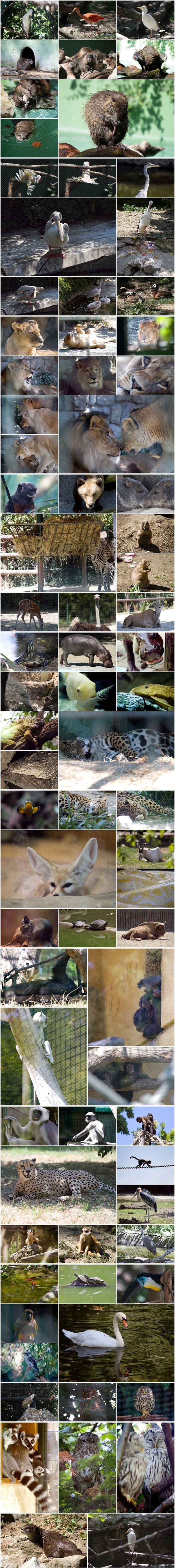 Upoznajte vesele stanovnike zagrebačkog ZOO-a