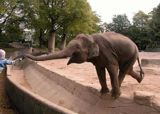 Slon oduševljen poklonom: Cvjetić, al ja ću pojest, ok?