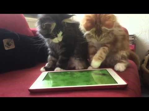 VIDEO: Kako mačku zabaviti na cijeli dan