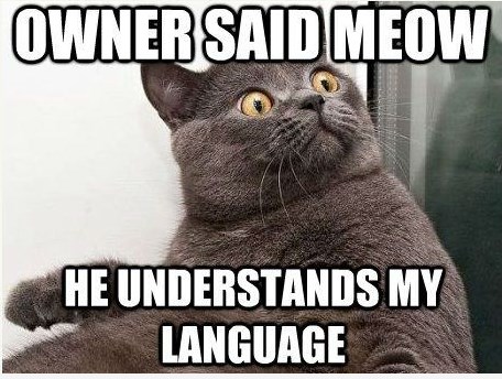 Mačak u šoku, gazda naučio njegov jezik