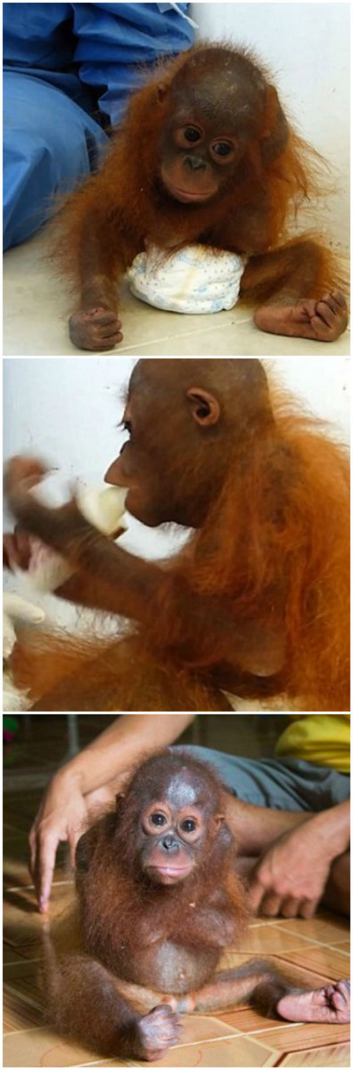 DA TI SRCE PUKNE: Siročad bebe orangutana kojem nedostaje njezina majka toliko da...