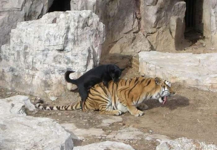 Pas obljubio tigricu: Najhrabriji potomak vuka ikad