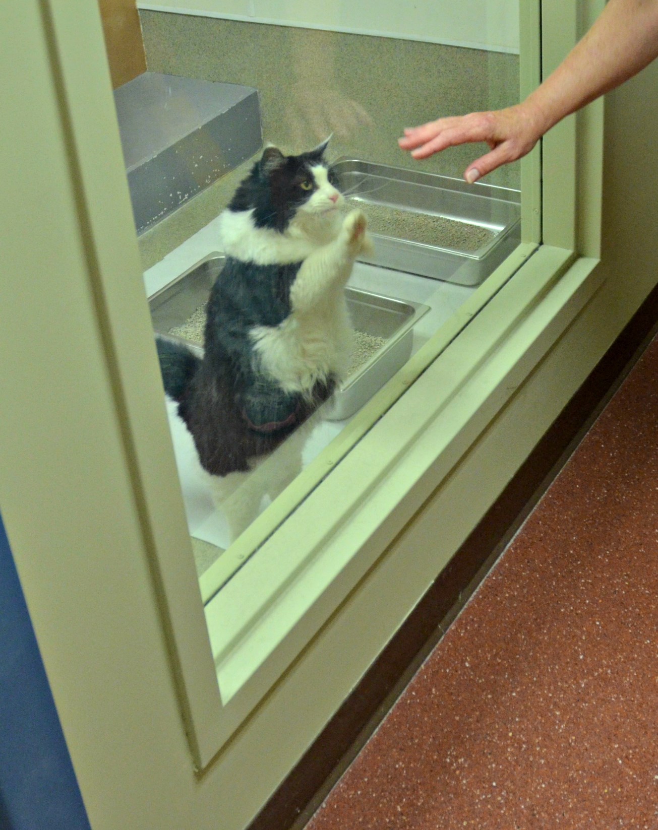 Svatko treba prijatelja: Maca Sienna ima 13 godina i čeka svoj dom