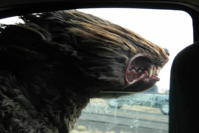 Pas u warpu: Glava kroz prozor pri stotki - najveće veselje!