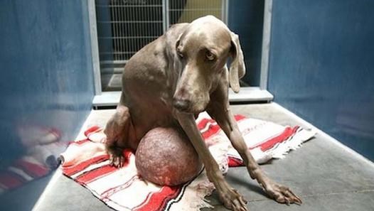 Ostavili su ga u kavezu smrti zbog ogromnog tumora, ali on se odlučio boriti!