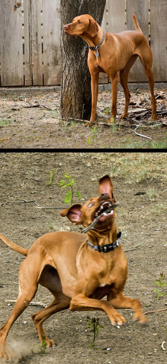 Baciš mu štap i poblesavi