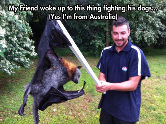 Divovski šišmiš Australcu napao pse