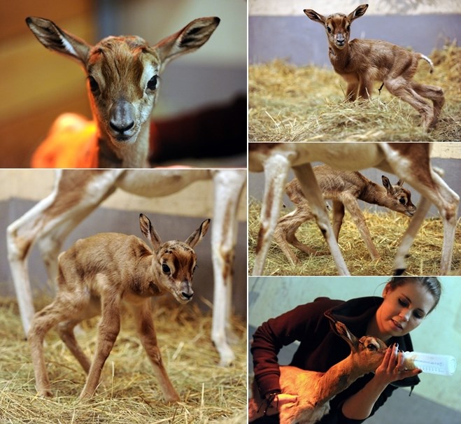 Mala gazela stigla na svijet