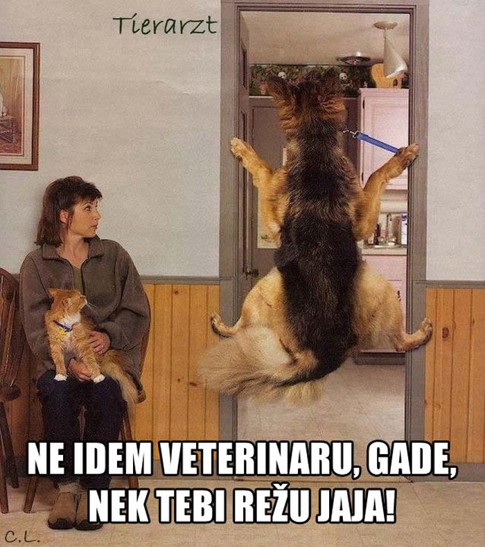 Mačo pas pruža otpor veterinarskoj noćnoj mori