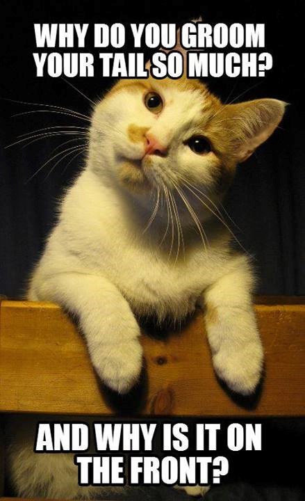 Mačak ostao zbunjen: Gazda, jel' dosta natezanja repa?