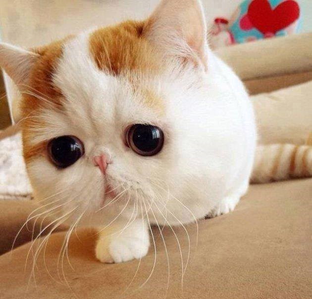 A buuuu, te okice, šta je bilo?