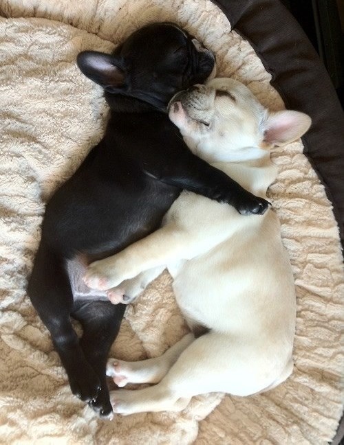 Pospanci se izležavaju nakon spavanja, umorni od odmora