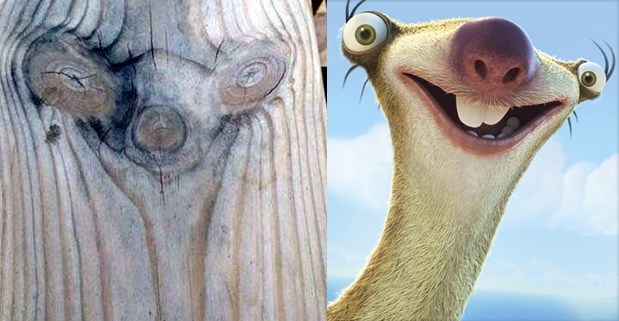 Sid iz Ledenog doba pronađen u obliku fosila u letvi!