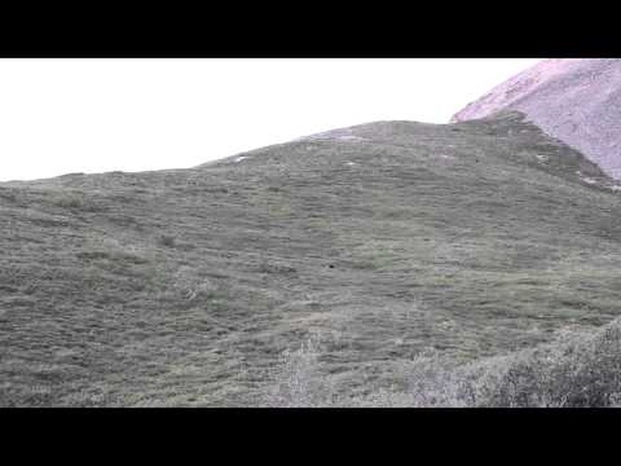VIDEO: Svi su gledali ovog medvjeda, postoji genijalan razlog!