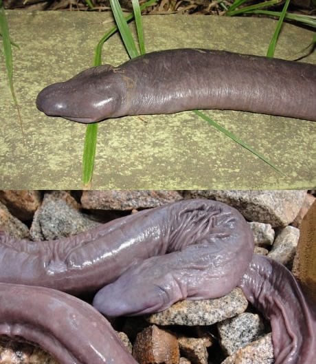 Bok, ja sam nova vrsta zmije! Ma idi u .....!