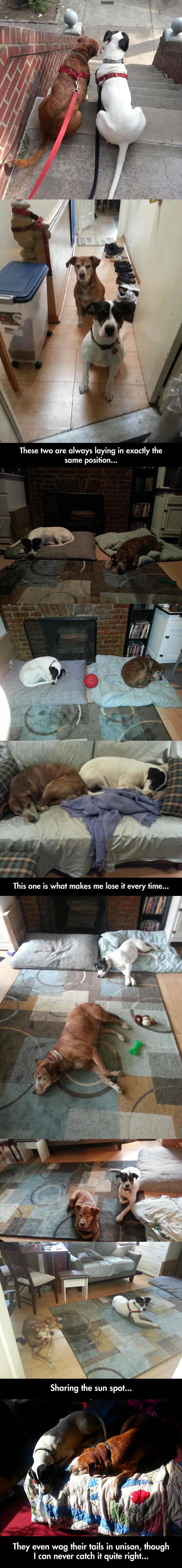 Jedna duša, a njih dvoje: Psi frendovi uvijek u istim pozama