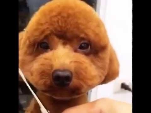 koja smirenost i strpljenje..malena legenda..video