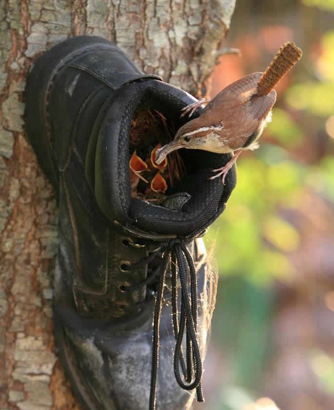 Pomozi ptičicama: Stara cipela postala im novi dom