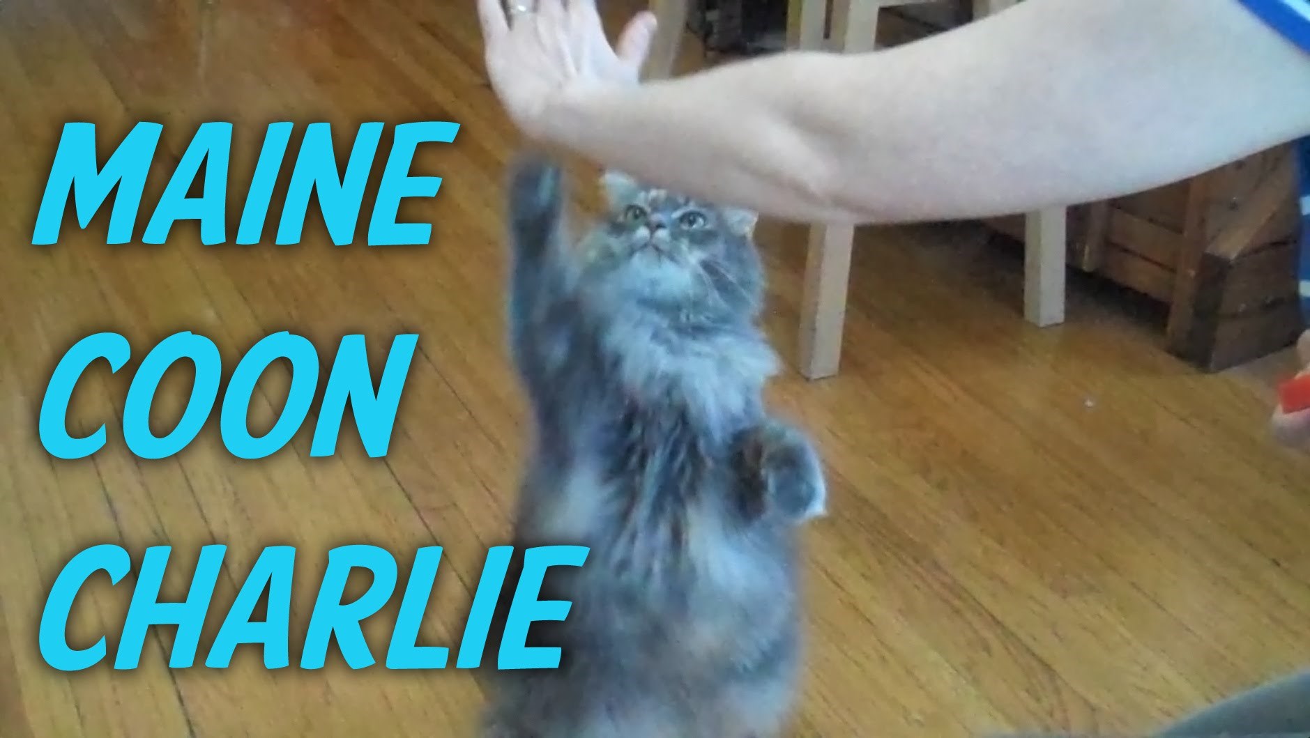 VIDEO: Mačka ili pas? Ne znamo, ali radi sedam trikova u minuti!