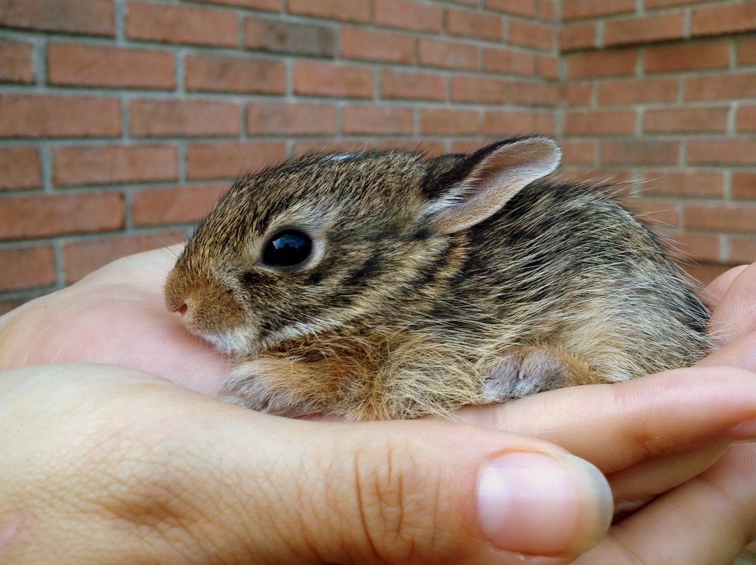 Umiljato klupko slatkoće uvijek izmami "Awwwww"