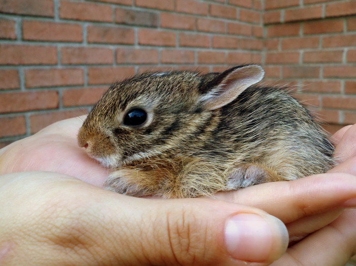 Umiljato klupko slatkoće uvijek izmami "Awwwww"