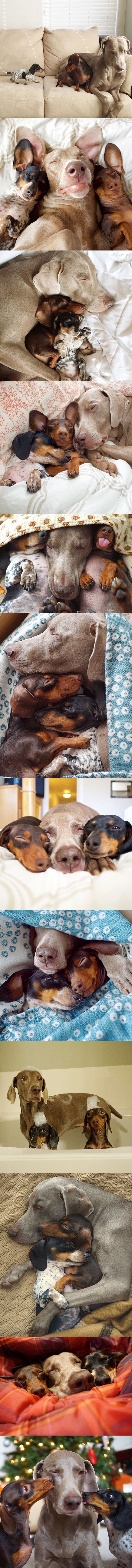 Fotografije uspavanih psića koje će svakome uljepšati dan