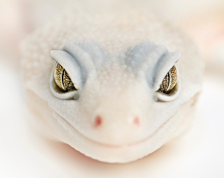 Kad te tako milo gledi, a krv ti se ledi