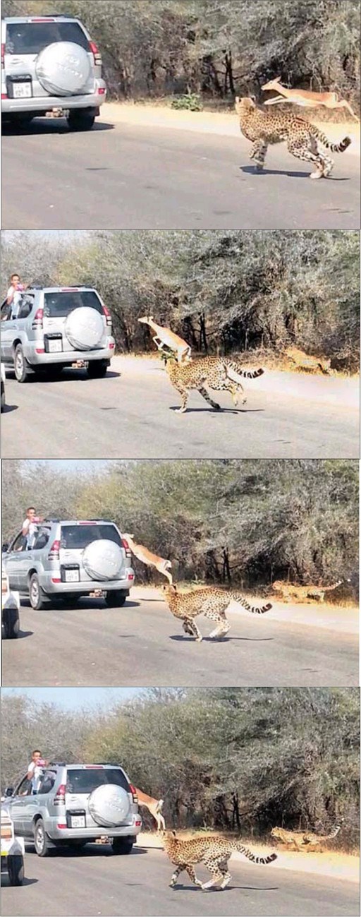 Lukava antilopa im uskočila u džip da si spasi život