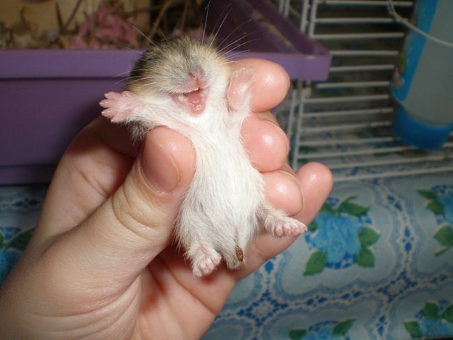 Najsretnije malo biće ikad