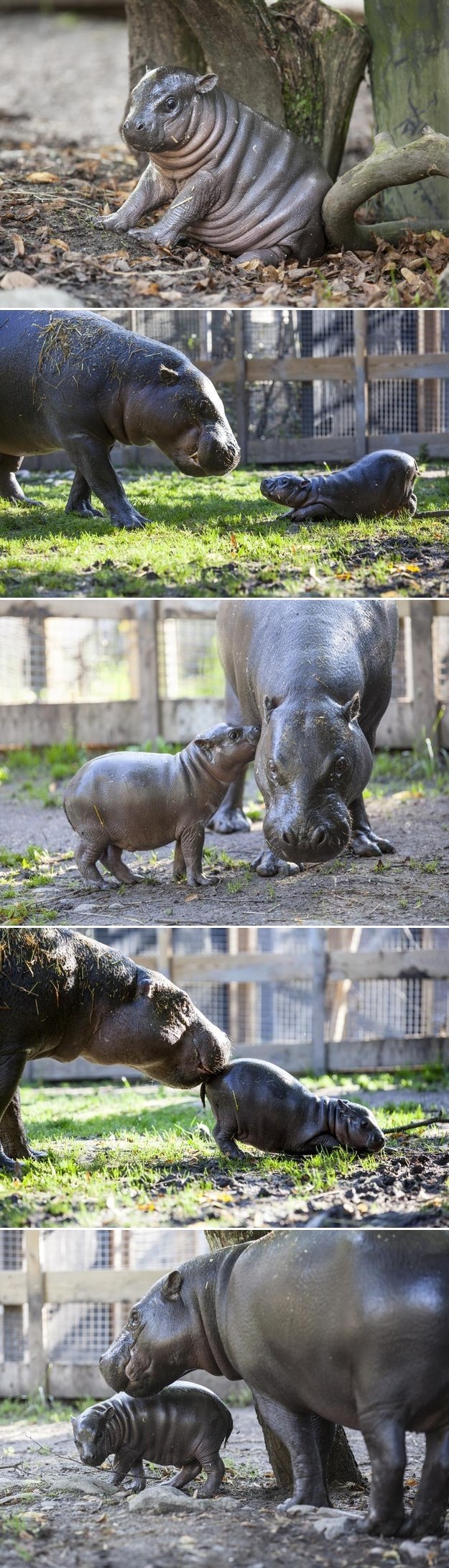 STOP! Stani, ostavi sve i pogledaj ovo slatko bucmasto!